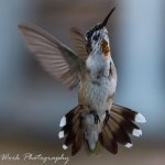 Hummers-0797-Edit.jpg