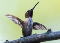 Hummers-0859.jpg