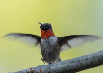 Hummers-0865.jpg