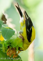 Hummers-0816.jpg