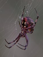 Spider2.jpg
