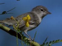 BellsVireo2.jpg
