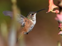 Hummer35.jpg