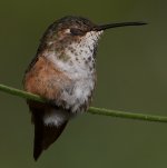 Hummer23.jpg