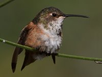 Hummer28.jpg