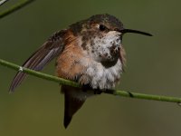 Hummer29.jpg