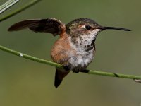 Hummer31.jpg