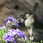 Hummer46.jpg
