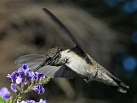 Hummer47.jpg