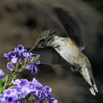 Hummer48.jpg