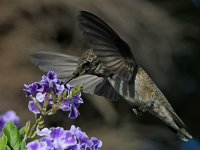 Hummer49.jpg