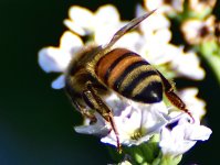 _ROY0393_00001.jpg