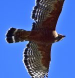 _ROY0450_00001.jpg