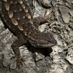 Lizard6.jpg