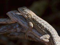 Lizard5.jpg