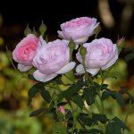 Roses.jpg