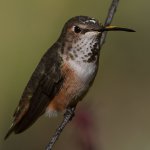 Hummer15.jpg