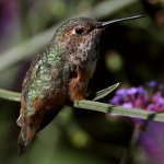 Hummer34.jpg