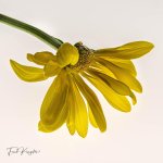 Flower-1.jpg