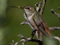 Hummer37.jpg