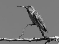 HummerBW.jpg