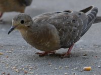 Dove2.jpg