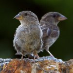 Sparrow2.jpg