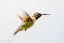 20190810-_D716552-Edit.jpg