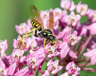 Wasp-410.jpg