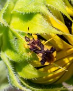 AmbushBug-401.jpg