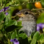 Sparrow2.jpg