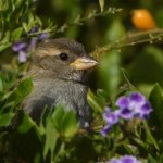 Sparrow5.jpg