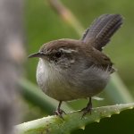Wren.jpg
