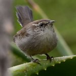 Wren2.jpg