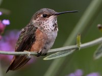 Hummer5.jpg