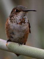 Hummer18.jpg
