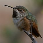 Hummer42.jpg
