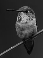 HummerBW2.jpg