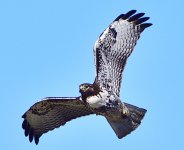 _ROY0571_00001.jpg