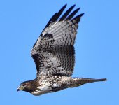 _ROY0577_00001.jpg