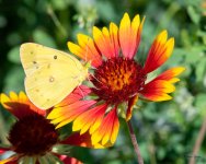 SulferFlower-400.jpg