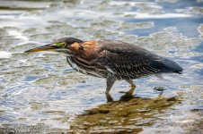 319411d1566670053-post-your-birds-2-a-_nik1157-low-res.jpg