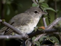 BellsVireo8.jpg