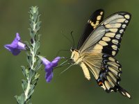Swallowtail3_2019_08_24.jpg