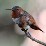 Hummer4.jpg