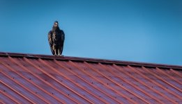 Vulture on Roof 1 resize.jpg