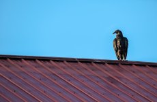Vulture on Roof 2 resize.jpg
