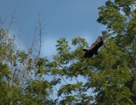 Turkey Vulture BIF (1 of 1).jpg