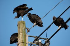 Vultures on Pole (1 of 1).jpg