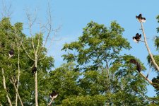 Turkey Vultures roosting (1 of 1).jpg